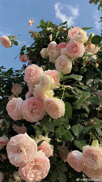 Kvarco maišymo vamzdis